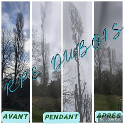 Étêtage réalisé à la grimpe d’un peuplier de 40 mètres à tourville sur pont-audemer