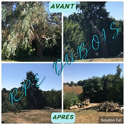 Abattage d’un eucalyptus